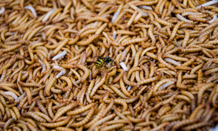 As US Border Reopens to Mexican Cattle, Concerns Persist Over Screwworm Spread