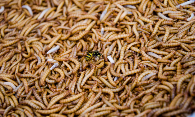 As US Border Reopens to Mexican Cattle, Concerns Persist Over Screwworm Spread