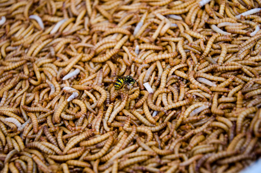As US Border Reopens to Mexican Cattle, Concerns Persist Over Screwworm Spread