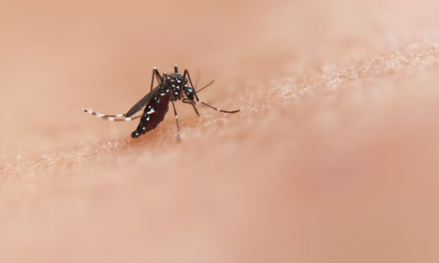 Florida Faces Its Largest Dengue Outbreak in Decades