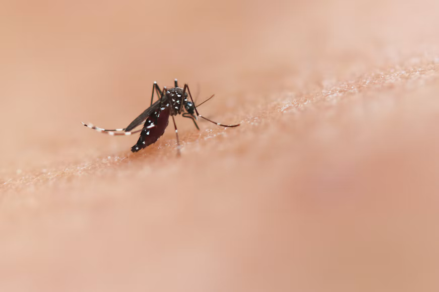 Florida Faces Its Largest Dengue Outbreak in Decades