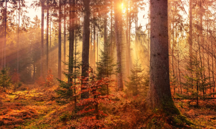 U.S. Fall Destinations Welcome Visitors for Peak Autumn Foliage and Seasonal Festivals