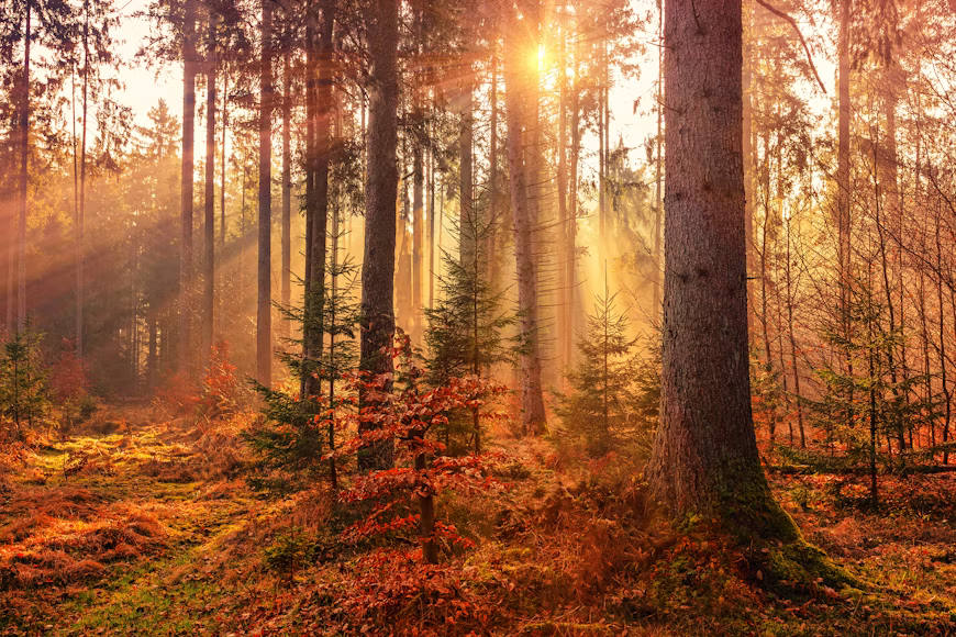 U.S. Fall Destinations Welcome Visitors for Peak Autumn Foliage and Seasonal Festivals