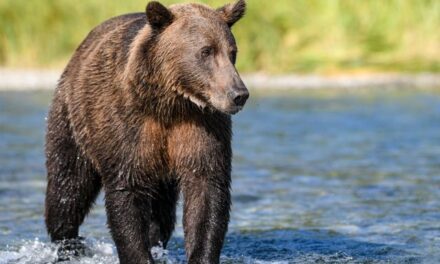 ‘A Dangerous Feedback Loop’: Why Trump’s New Alaska Bear Hunting Rule Has Conservationists Outraged