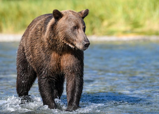 ‘A Dangerous Feedback Loop’: Why Trump’s New Alaska Bear Hunting Rule Has Conservationists Outraged